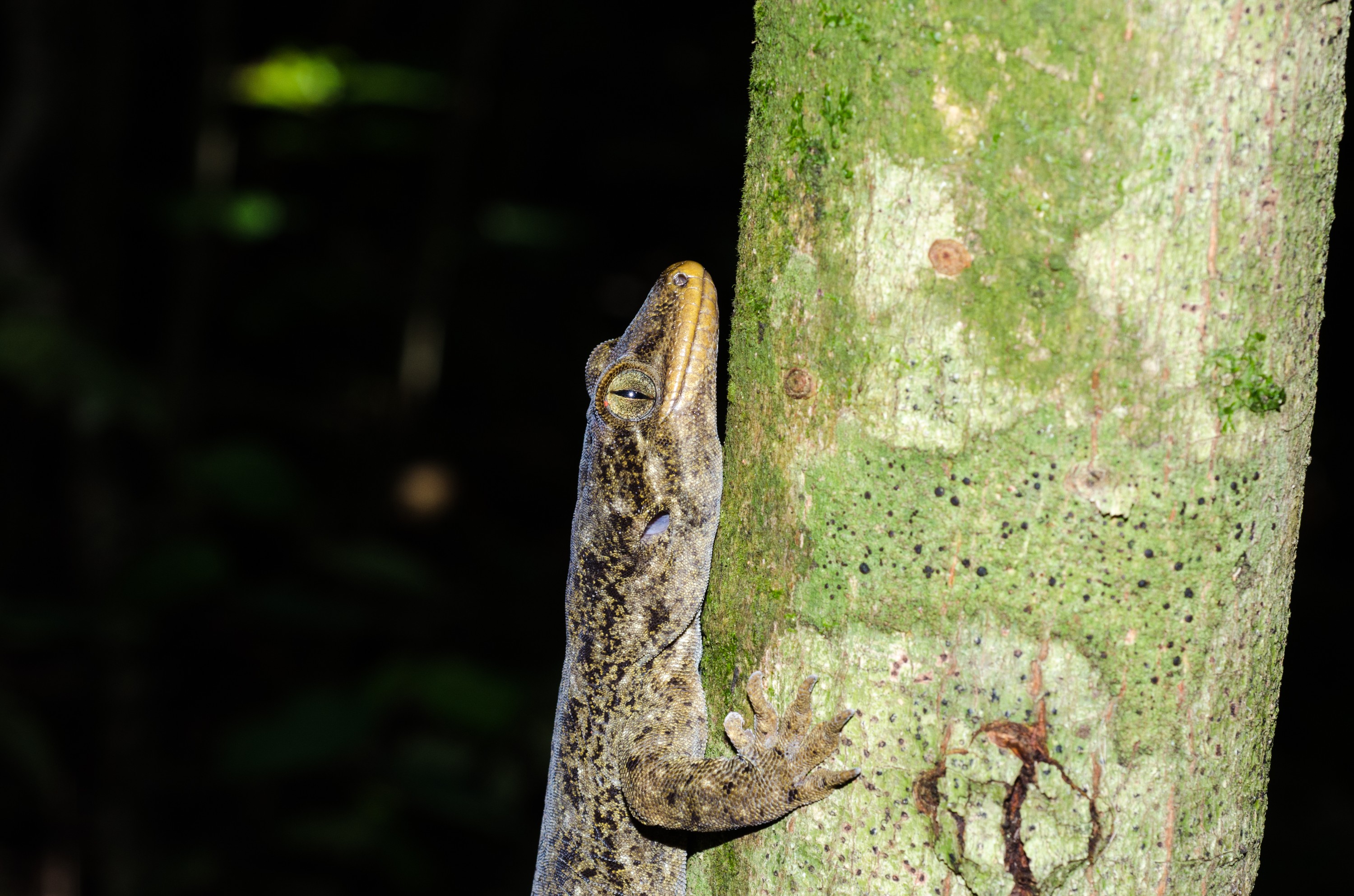 DSC_1477 – crispin, Duvaucel's, duvaucel, Gecko, Hoplodactylus, duvauceli, cold blood, lizard, crispin, hen, chicken, chicks, reserve, doc